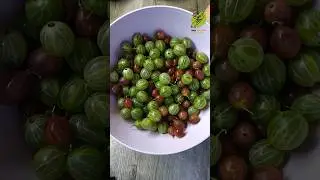 A very easy recipe for delicious gooseberry jam. Only 2 ingredients: fresh berries 🍈 and sugar.