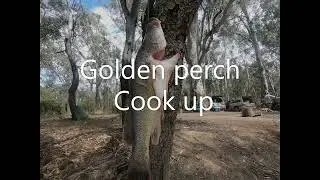 Golden Perch - Catch, Clean, Cook
