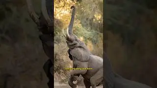 Why Do Elephants Use It trunk to Drink Water? #youtubeshorts #facts #knowledge#animalfacts