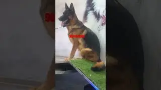 import Pedigree German Shepherd, female #remix #song #punjabisong #music #dj #alangu #mixbreed