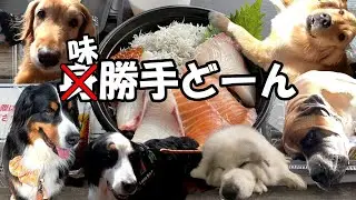 【GPラム】道の駅日立おさかなセンターでランチ【アデル・ロイ・るり・ルナ・ハリー・ラム】