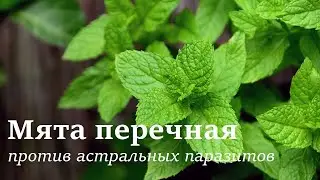 Мята перечная против астральных паразитов (рериховская медицина)