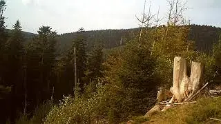 sanglier qui bouscule la cam&eacute;ras