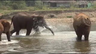 Elephants React To The Trumpet Sound And Rush To Join Each Other - ElephantNews