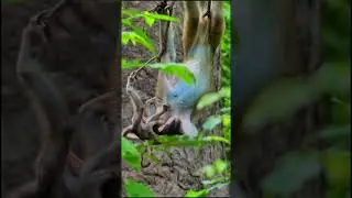 Baby monkey falls from a tree។