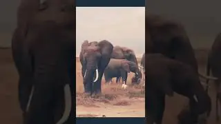Wild animal sounds in nature #wildanimalsounds #animals #animalssounds #shorts