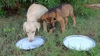 A man Feeding Rescue homeless hungry  Abandoned street dog Puppies | Animal rescue video