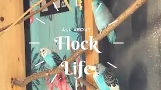 Housing A Mixed Flock | Aviary Life
