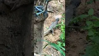 Egyptian spiny tailed lizard | Hidden Savannah | Chester Zoo #shorts