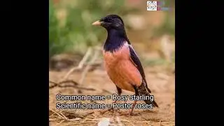 Scientific name of Rosy starling