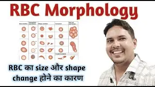 RBC shape and size | Red blood cells shape