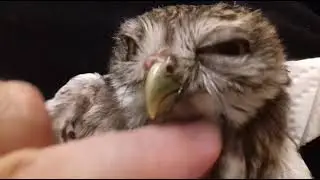 3- The baby Owl I found can't fly.Die Baby-Eule, die ich gefunden habe, kann nicht fliegen.