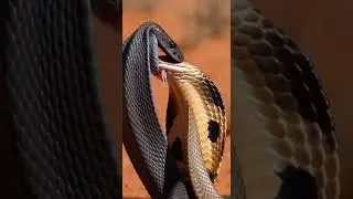 Two Snakes Clash &mdash; Neither Will Back Down!&rdquo; #animals #wildanimals #snacks
