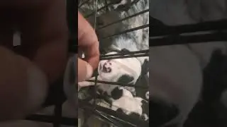 Puppies voice development. #puppy #live