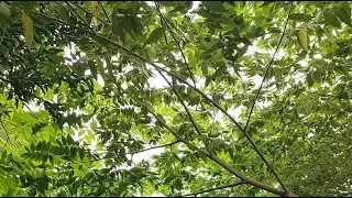 Quick live happy Thursday morning
