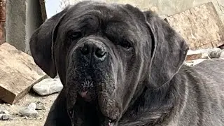 Cane corso tiger color #dog #canecorso #animals #corso #video #shortvideo #shorts