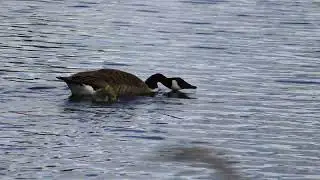Canada goose - Stanwick lakes  [8K]