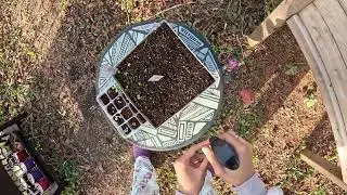 Outdoor Seedlings And Cuttings Check-In | Day 12 of 365 Days of Gardening