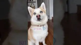 Husky Pomsky Eyes so blue like Aquamarine 💎#husky #shorts #pomsky