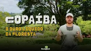 O Cicatrizante Mais Potente do Mundo: Conheça a Copaíba