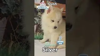 Dash the pomsky Week 7  #puppy #pomskynation #pets #cutedog #pomskydog #allthingshusky #doglover