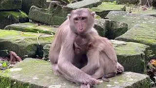 Lovely Baby monkey trying to fight the disease, its eyes are sad and tired&hellip;