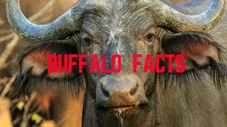 The African Buffalo Facts.
