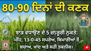ਸੁਪਰ ਸੀਡਰ ਵਾਲੀ ਕਣਕ ਦੀ ਦੇਖਭਾਲ: ਸੁੰਡੀ ਅਤੇ ਫੰਗਸ ਤੋਂ ਬਚਾਅ ਦੇ ਸੌਖੇ ਤਰੀਕੇ 🚜
