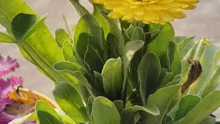 Plant Fantasy 🌱 is live