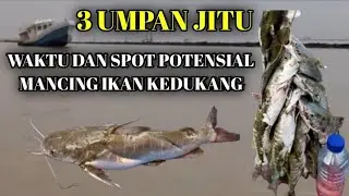 Best Bait || 3 Umpan Jitu Ikan Kedukang || Waktu Dan Spot Potensial