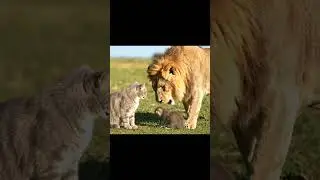 Lion saved kitten