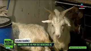 Adi&oacute;s a la venta de animales en el Mercado de Sonora: un giro hist&oacute;rico tras 68 a&ntilde;os | Nacho Lozano