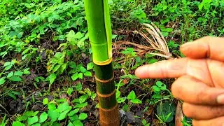 🌴ಅಡಿಕೆ ಕೃಷಿಯಲ್ಲಿ ಇರೋದು ಇಷ್ಟೇ ಕೆಲಸ 🔥 the secret of arecanut farming: finally shared 🍒