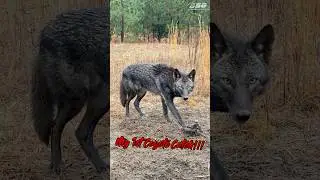 MY 1ST COYOTE!!! **RARE COLOR PHASE** #shorts #trapping