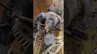 From Pain to Relief: Full Cow Hoof Fix & Treatment