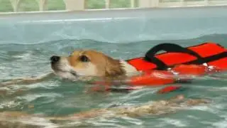 K9Surf Canine Hydrotherapy Pools Hydro View Hydro Flex for Dog Swimming