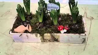 Hyacinthus orientalis in arrangement