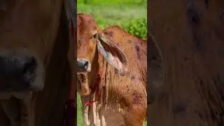 TICKS BE GONE! Cattle Get Special Treatment #facts #cow #treatment #bath #shorts