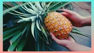 Grow pineapples from the store fast and easy||Khattak Farming