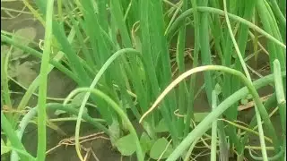 ሰለም  ኑ ፈተ ዘና እንበል