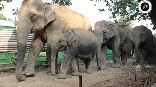 Majestic Elephants Crossing An Alley At Sumoni Village | Chapter 21