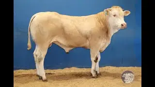 SR337 - USUFRUIT - DVF