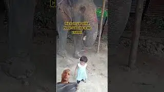 That's incredible, just look at her reaction! #elephant #funny #cute #cutebaby