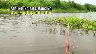 Beruntung sekali..!! Mancing liar di sungai yang banyak nila babon yang ganas