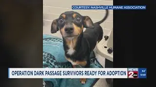 Operation Dark Passage survivors ready for adoption