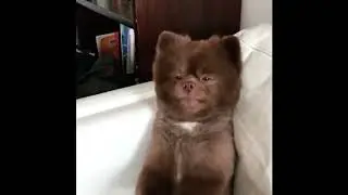 FUNNY AND CUTE DOGS  PAOLIDOG COMPILATION  38