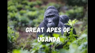Uganda Great Apes Safaris