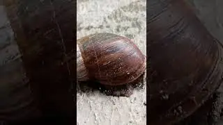 Animal (snail ) #animals #snail #universe #wildlife