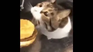 You can has cheese burger