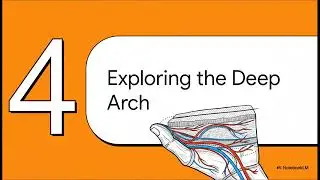 Palmer arches (like a story)explained never before 